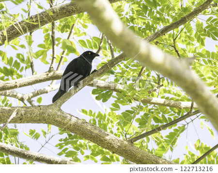 烏鴉甲蟲 烏鴉甲蟲 122713216