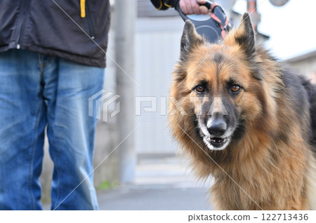 牧羊人和男人,領導者走,走 牧羊人和男人,領導者走,走 122713436