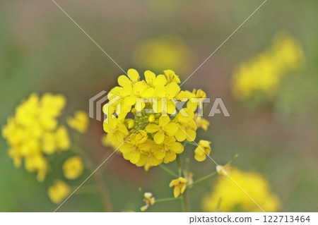 享受油菜花盛開的春天（2023.3.17）近距離欣賞油菜花田，享受寧靜的春日 122713464