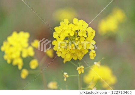 近距離欣賞油菜花的春日（2023.3.17）近距離欣賞可以悠閒享受寧靜春日的油菜花田 122713465