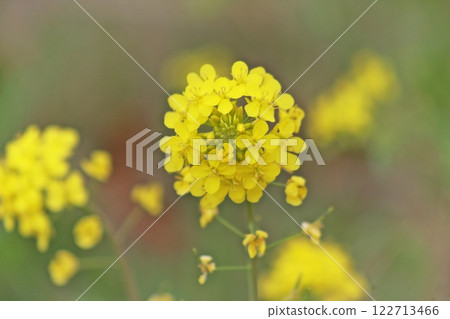 油菜花盛開的春日（2023年3月17日）群馬縣太田市寧靜的油菜花田特寫 122713466