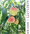 peach on tree 122713879