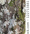 Mossy tree bark 122713881