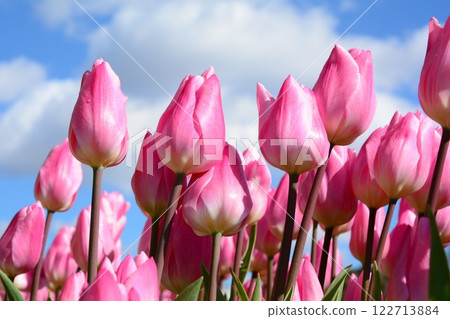 Pink tulips shining in the blue sky Pink tulips shining in the blue sky 122713884