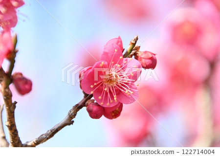 平柴梅林公園美麗的粉紅梅花 平柴梅林公園美麗的粉紅梅花 122714004