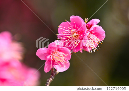 Beautiful pink plum blossoms at Hirashiba Plum Grove Park Beautiful pink plum blossoms at Hirashiba Plum Grove Park 122714005