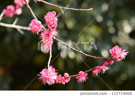 Beautiful pink plum blossoms at Hirashiba Plum Grove Park 122714008