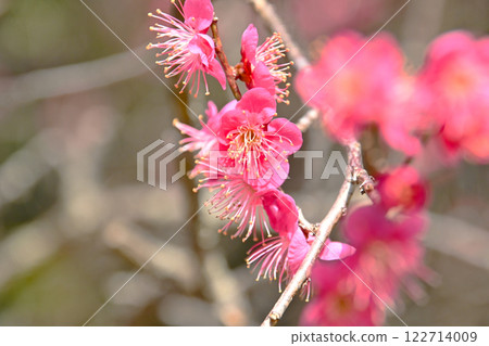 Beautiful pink plum blossoms at Hirashiba Plum Grove Park 122714009