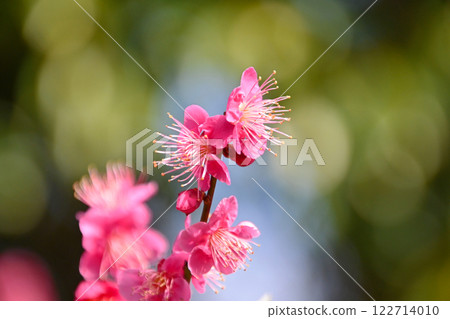 Beautiful pink plum blossoms at Hirashiba Plum Grove Park 122714010