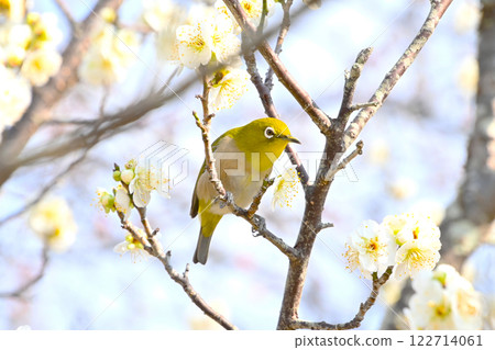 平芝梅林公園的白梅花與日本繡眼鳥 122714061