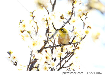 平芝梅林公園的白梅花與日本繡眼鳥 平芝梅林公園的白梅花與日本繡眼鳥 122714062