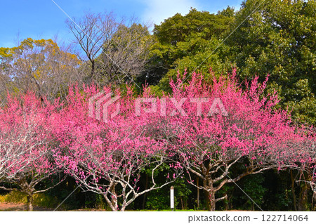 平柴梅林公園的梅花盛開 122714064