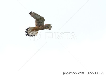 動物：猛禽：紅隼，盤旋。閃閃發光的十二尾羽非常美麗 122714138