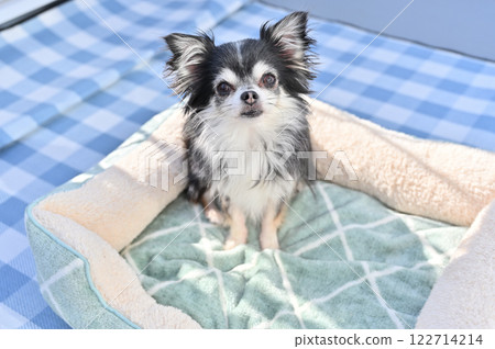 Chihuahua puppy relaxing on dog bed 122714214