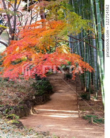 日本美麗的秋景:茂密的竹林和鮮豔的秋葉 日本美麗的秋景:茂密的竹林和鮮豔的秋葉 122714562