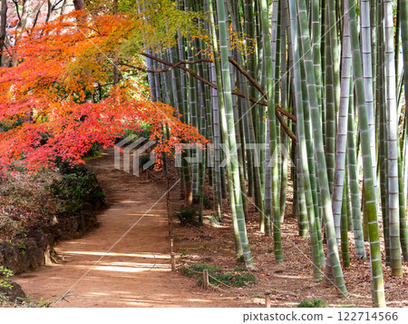 日本美麗的秋景:茂密的竹林和鮮豔的秋葉 日本美麗的秋景:茂密的竹林和鮮豔的秋葉 122714566