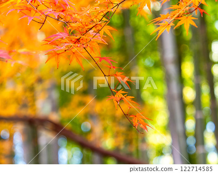 Beautiful autumn scenery in Japan: lush bamboo forests and vibrant autumn leaves 122714585