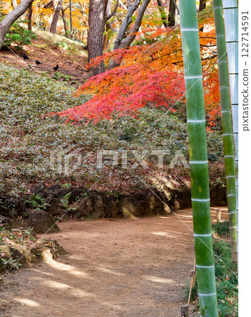 Beautiful autumn scenery in Japan: lush bamboo forests and vibrant autumn leaves Beautiful autumn scenery in Japan: lush bamboo forests and vibrant autumn leaves 122714591