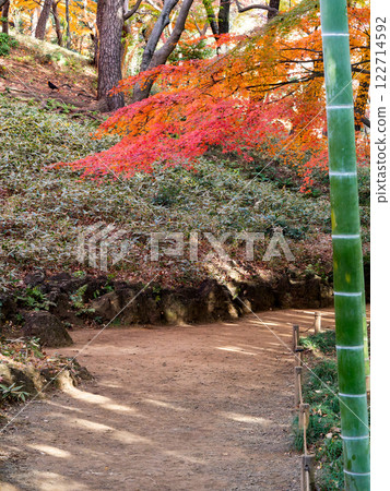 Beautiful autumn scenery in Japan: lush bamboo forests and vibrant autumn leaves 122714592