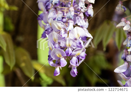 Purple Wisteria Flowers, Inniswood Metro Gardens, Westerville, Ohio Purple Wisteria Flowers, Inniswood Metro Gardens, Westerville, Ohio 122714671