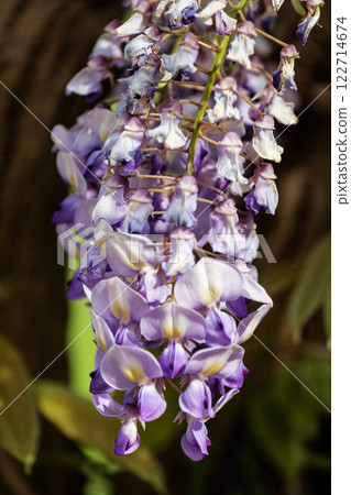 Purple Wisteria Flowers, Inniswood Metro Gardens, Westerville, Ohio 122714674