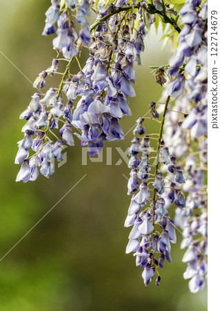 Purple Wisteria Flowers, Inniswood Metro Gardens, Westerville, Ohio Purple Wisteria Flowers, Inniswood Metro Gardens, Westerville, Ohio 122714679