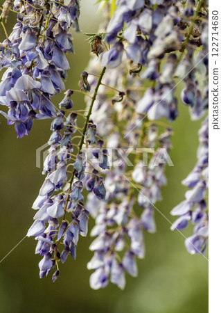 Purple Wisteria Flowers, Inniswood Metro Gardens, Westerville, Ohio 122714680