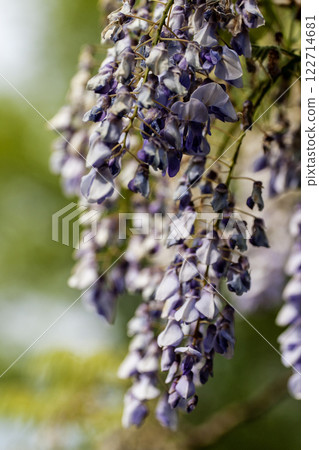 Purple Wisteria Flowers, Inniswood Metro Gardens, Westerville, Ohio 122714681
