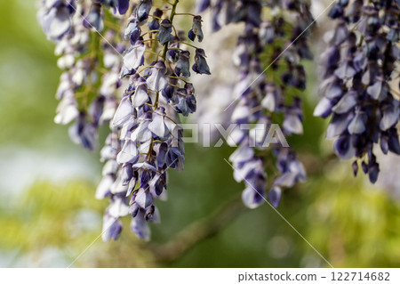 Purple Wisteria Flowers, Inniswood Metro Gardens, Westerville, Ohio 122714682