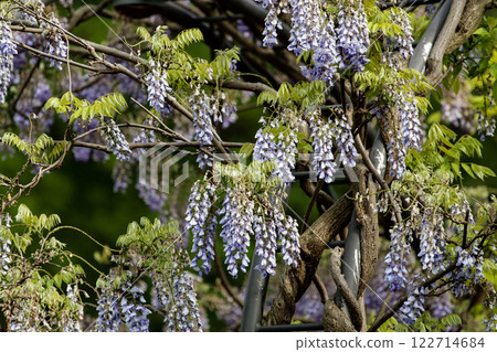 Purple Wisteria Flowers, Inniswood Metro Gardens, Westerville, Ohio Purple Wisteria Flowers, Inniswood Metro Gardens, Westerville, Ohio 122714684