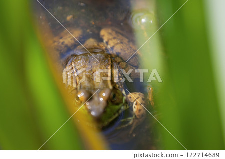Frog, Inniswood Metro Gardens, Westerville, Ohio Frog, Inniswood Metro Gardens, Westerville, Ohio 122714689