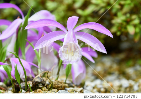Pleione formosana Pleione formosana 122714793