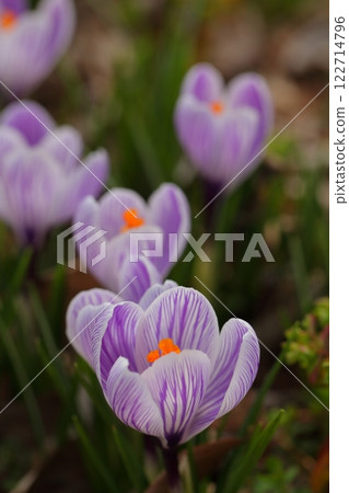 有條紋的紫色番紅花花 有條紋的紫色番紅花花 122714796