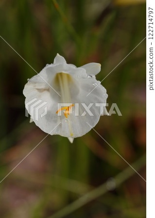 水仙花和雨滴 122714797