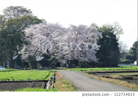 寺院內櫻花盛開-寧靜的鄉村景色 寺院內櫻花盛開-寧靜的鄉村景色 122714813