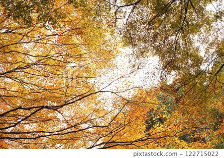 Autumn leaves of Kyoto Ohara 122715022
