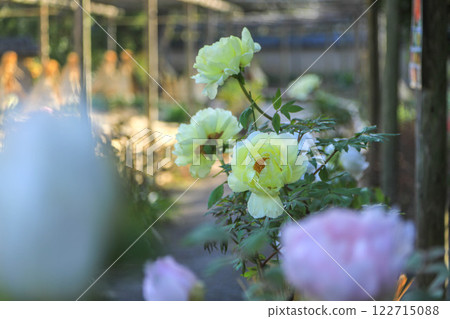 在西宮宮的冬天牡丹 在西宮宮的冬天牡丹 122715088