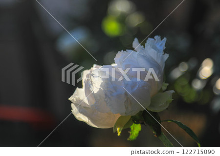 在西宮宮的冬天牡丹 在西宮宮的冬天牡丹 122715090