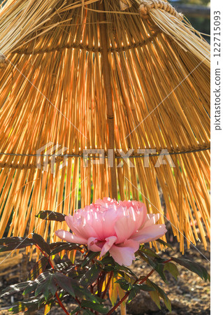Winter peony at Nishinomiya Palace Winter peony at Nishinomiya Palace 122715093