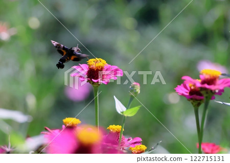 花和昆蟲 122715131