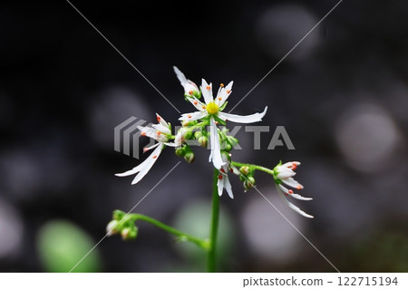 Daimonjisou 122715194