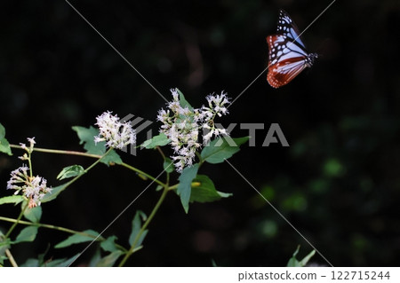 Asagi madara Asagi madara 122715244