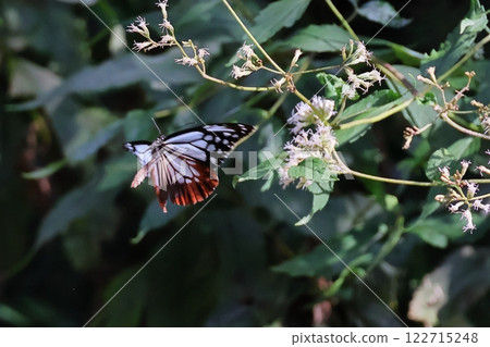 Asagi madara 122715248