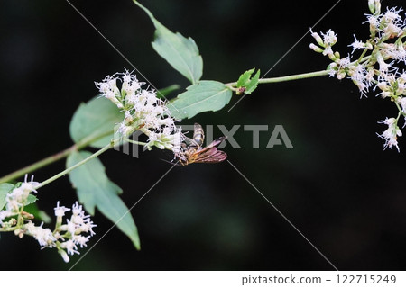 Asagi madara 122715249