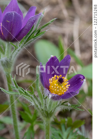 Purple Pulsatilla in the spring garden Purple Pulsatilla in the spring garden 122715268