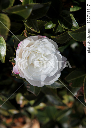 Sasanqua花 122715347