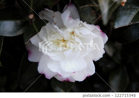 Sasanqua花 Sasanqua花 122715348