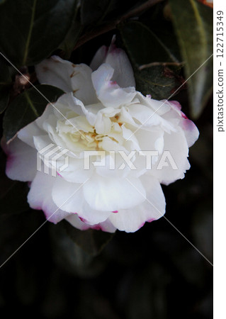 Sasanqua花 122715349