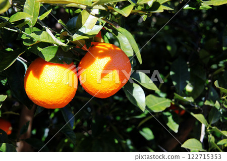Fruit of a dai dai Fruit of a dai dai 122715353