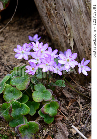 春天田野裡盛開的雪花蓮 122715391